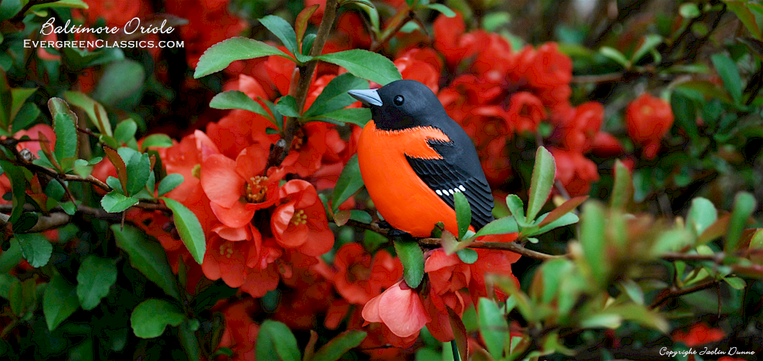 Baltimore Oriole with quince blossoms.