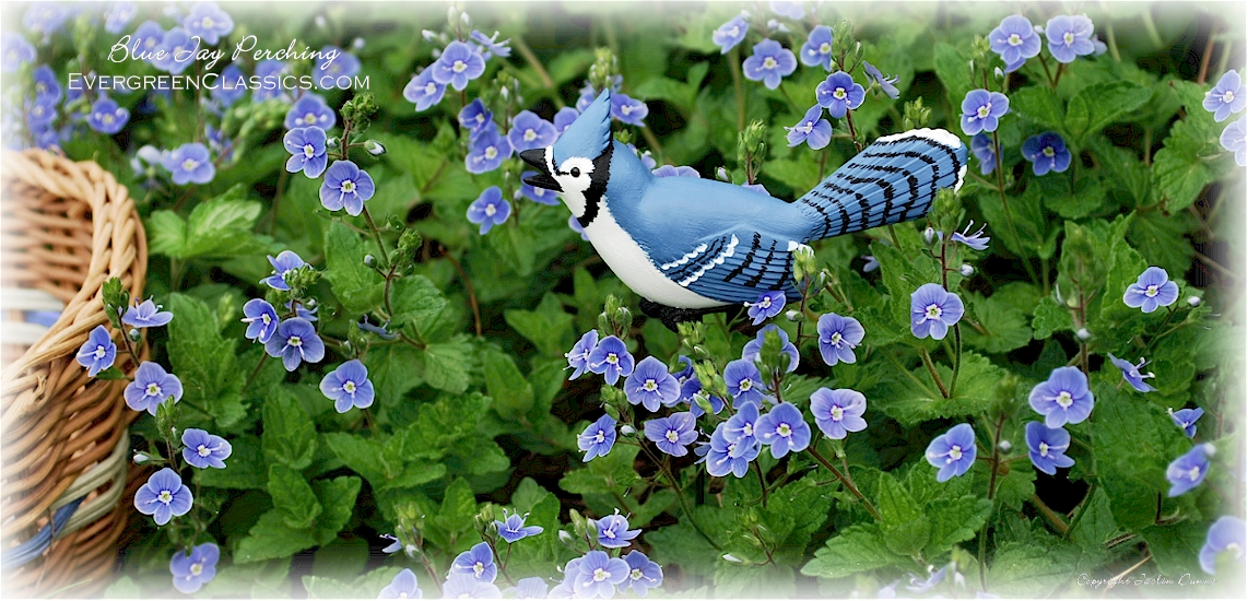 Blue Jay perching amongst blue and white Veronica flowers near a basket.