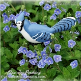 Blue Jay perching in the blue and white Veronica flowers.