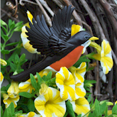 Robin in flight over yellow Petunias.