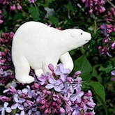 Polar Bear in the Lilacs