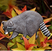 Raccoon walking through autumn leaves.