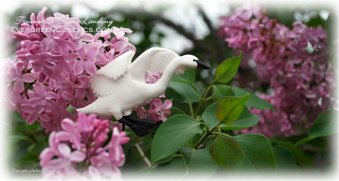 Trumpeter Swan landing atop the lilacs.