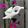 Trumpeter Swan Landing in a wine color Money Plant.